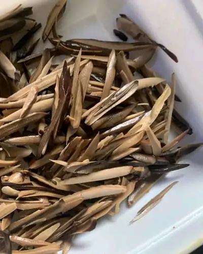 Ugba (insalata di oil bean)